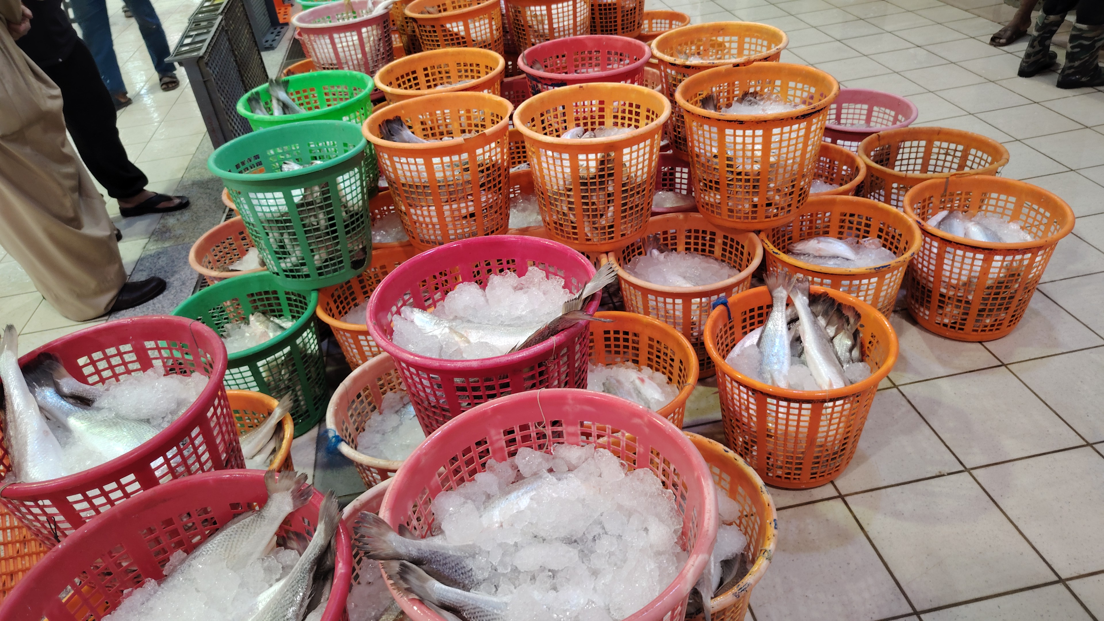 Fresh Sea fish for hole sale